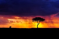 275 - MASAI  MARA  SUNSET - MUKHERJEE DR PROVAT  KUMAR - india